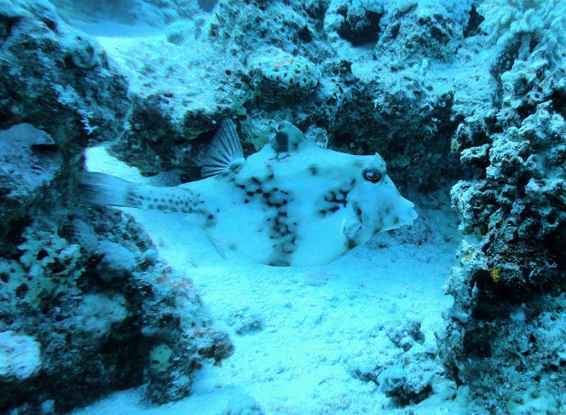 DSC05456b_Poisson-coffre pyramide - Tetrosomus gibbosus.jpg